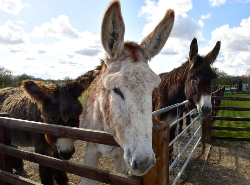 It's been a long winter for the residents at Radcliffe Donkey Sanctuary.