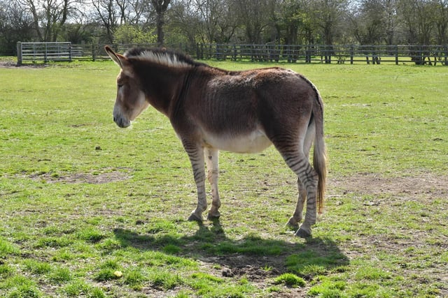 One of the ways to support the sanctuary is by adopting a donkey.