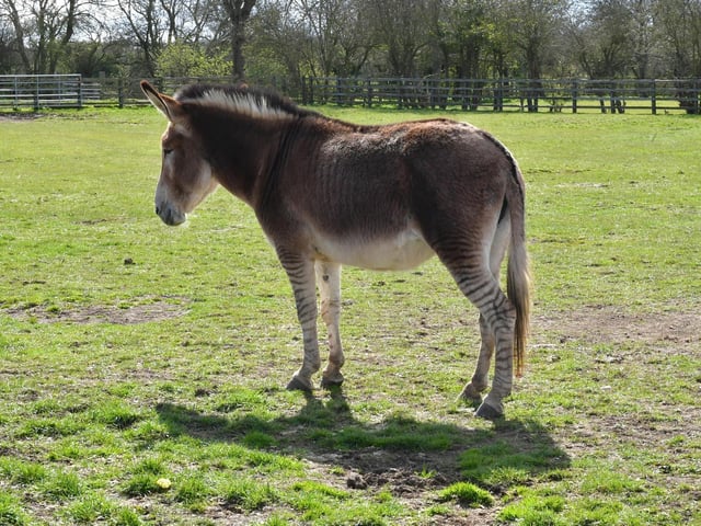 One of the ways to support the sanctuary is by adopting a donkey.