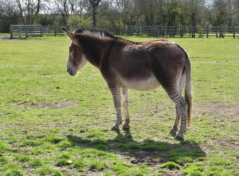One of the ways to support the sanctuary is by adopting a donkey.
