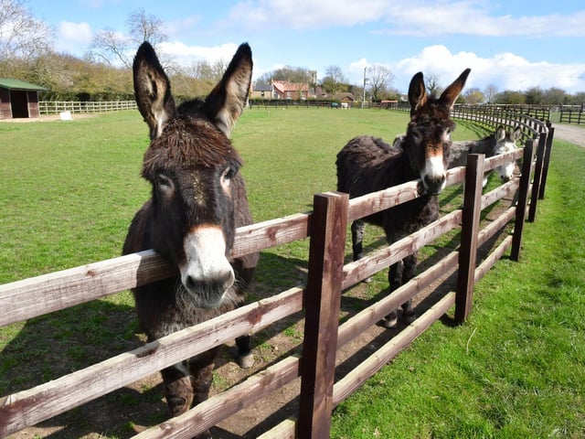 It costs £300 a week in supplies alone to care for the donkeys.