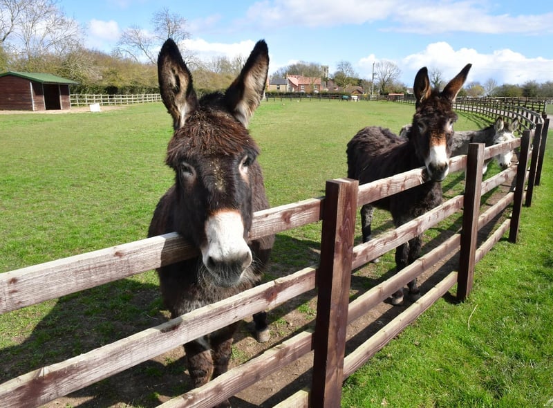 It costs £300 a week in supplies alone to care for the donkeys.