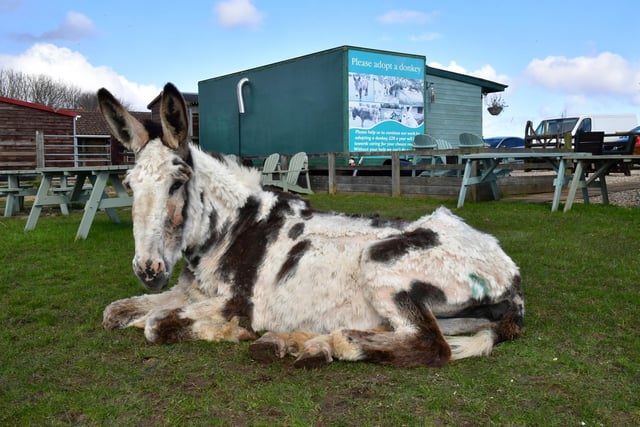 One of the sick donkeys resting at the sanctuary.