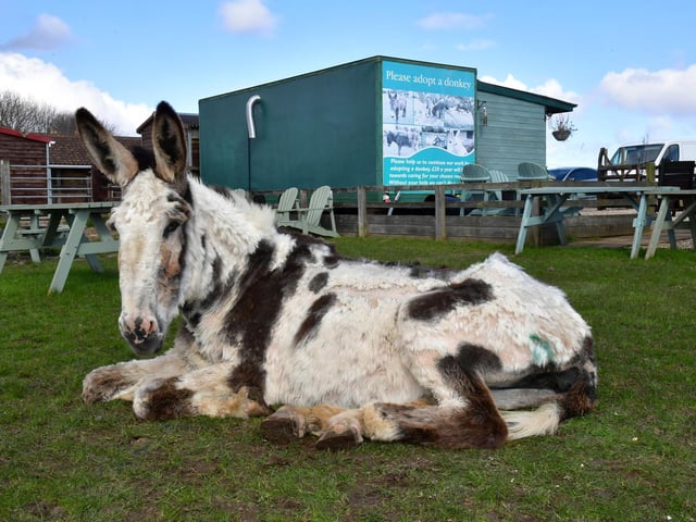 One of the sick donkeys resting at the sanctuary.
