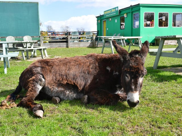 Vets bills are an added pressure at the sanctuary.