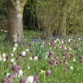 The wild meadow at Goltho Gardens filled with Fritillaria EMN-220421-142717001