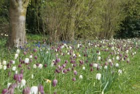 The wild meadow at Goltho Gardens filled with Fritillaria EMN-220421-142717001