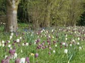 The wild meadow at Goltho Gardens filled with Fritillaria EMN-220421-142717001