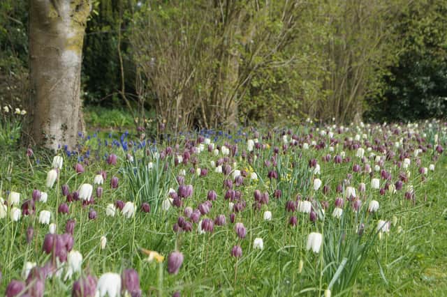 The wild meadow at Goltho Gardens filled with Fritillaria EMN-220421-142717001