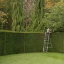 RHS research has shown that hedges have many benefits (photo: Adobe)