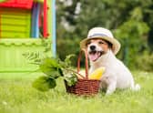 Could you give up your beloved pet dog? (photo: adobe)