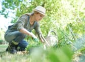 As May kicks in, green-fingered Brits have been given a list of essential gardening jobs to get done during May