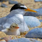 Birds can nest in all manner of places, says the RSPB (photo: Kevin Simmonds (rspb-images.com))