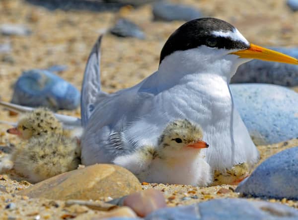 Birds can nest in all manner of places, says the RSPB (photo: Kevin Simmonds (rspb-images.com))