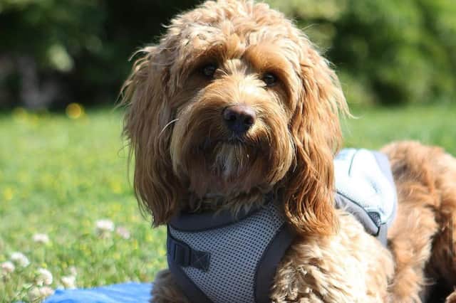It's important to keep your dog safe in the sun