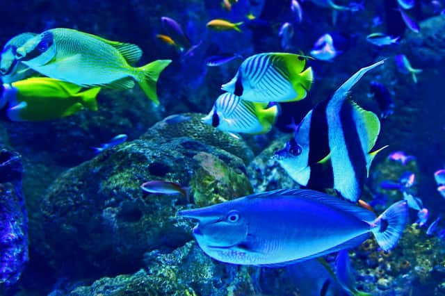 Oceans provide a habitat to more than 200,000 known species and cover over two-thirds of the Earth’s surface