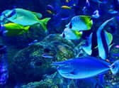 Oceans provide a habitat to more than 200,000 known species and cover over two-thirds of the Earth’s surface
