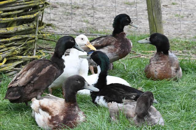 Ducks enjoying freedom outside after being confined to keep them safe due to outbreak of avian flu nationally.