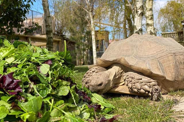 Lincolnshire Wildlife Park near Skegness re-opens on Monday, April 12.