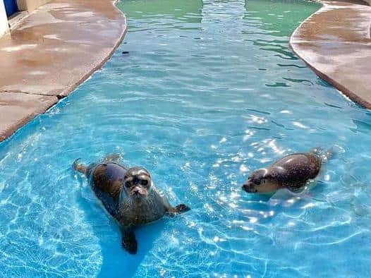 The seals at Skegness Natureland are looking forward to welcoming visitors.