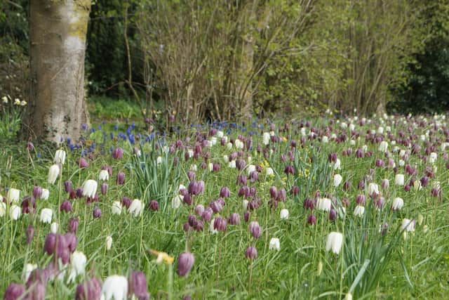 Fritillaria in the wild flower meadow - just one small area of the extensive gardens at Goltho EMN-210413-080315001