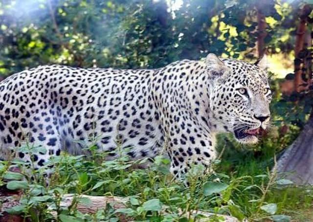 Under threat: A  Persian leopard – could its survival hinge on a vital conservation programme in Horncastle?