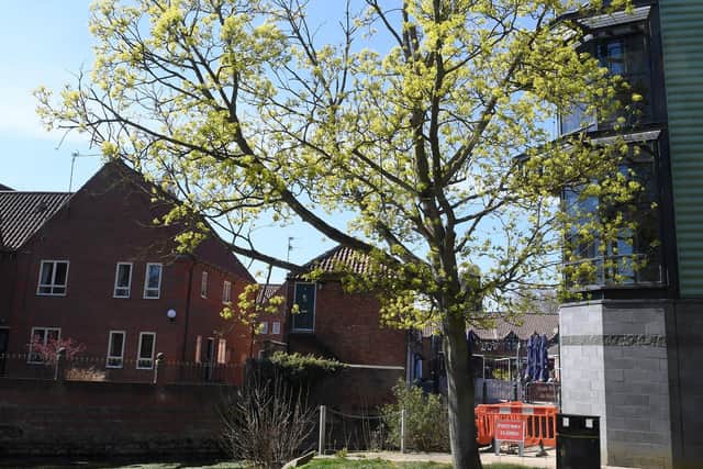 Tree on Eastgate Green that was planted by Prince Philip. EMN-210419-093109001