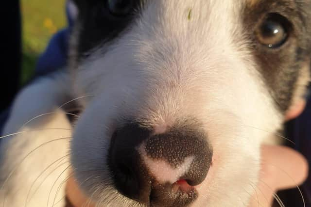 Barney. Picture: Sue Fellstead-Solley.