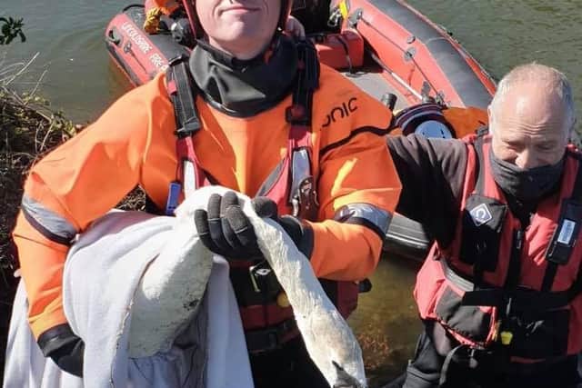 Getting the stricken swan ashore