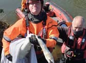 Getting the stricken swan ashore