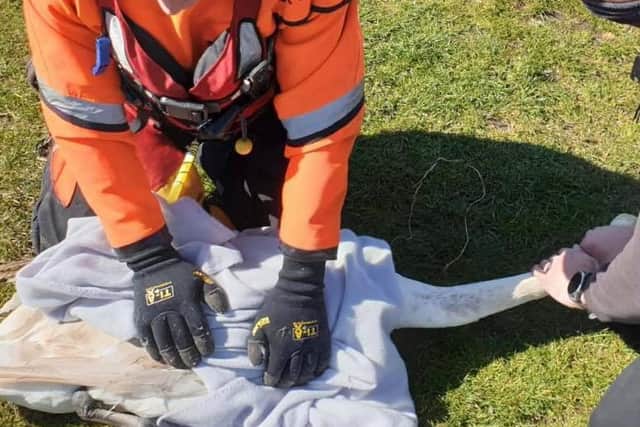 Checking the rescued swan