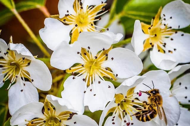Blossom bee at Gunby Hall gardens. EMN-210422-104232001