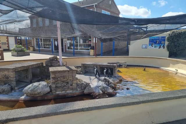 Netting has been put above the penguin pool to protect them from bird flu.