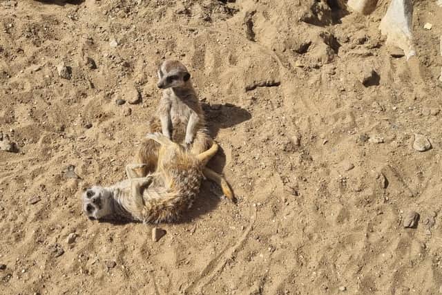 Meekats enjoying the sun - and the extra attention.