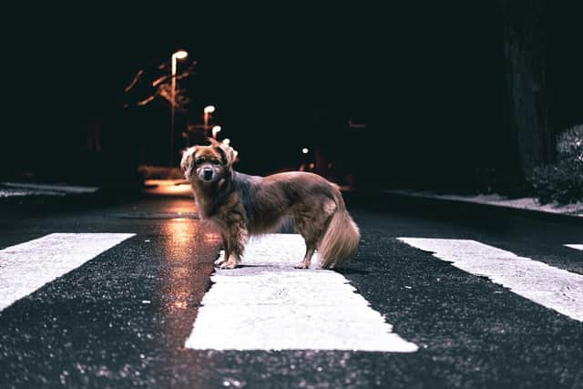 A new report by GoCompare has analysed the UK’s latest Roadkill Records data.