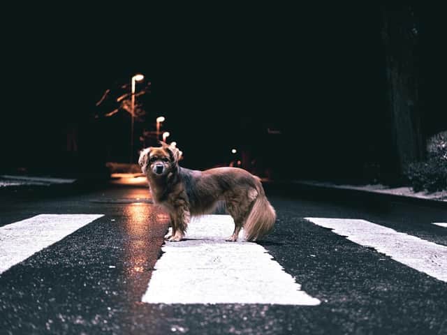 A new report by GoCompare has analysed the UK’s latest Roadkill Records data.