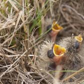 Skylark chicks in a nest. Photo: Kevin Sawford EMN-210424-084100001