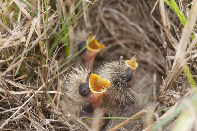 Skylark chicks in a nest. Photo: Kevin Sawford EMN-210424-084100001