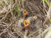 Skylark chicks in a nest. Photo: Kevin Sawford EMN-210424-084100001
