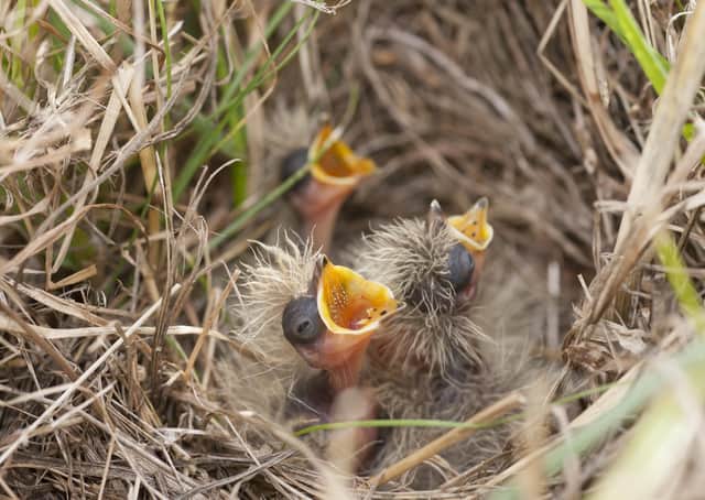 Skylark chicks in a nest. Photo: Kevin Sawford EMN-210424-084100001