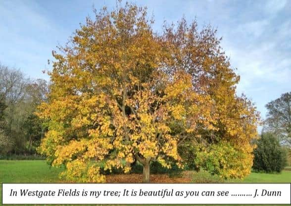Louth's Most Loved Tree 2021: An example of an entry to the competition.