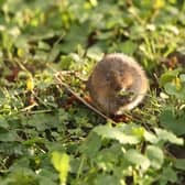A water vole. Credit Iain Green, www.wildwonder.co.uk