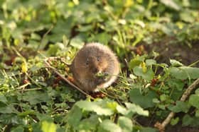 A water vole. Credit Iain Green, www.wildwonder.co.uk