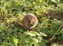 A water vole. Credit Iain Green, www.wildwonder.co.uk