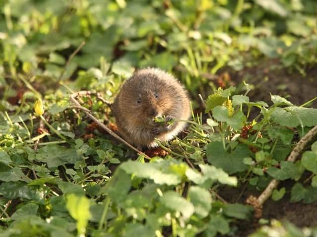 A water vole. Credit Iain Green, www.wildwonder.co.uk