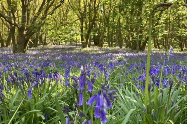 Explore Harlaxton Manor's blueball walks. EMN-210427-150912001