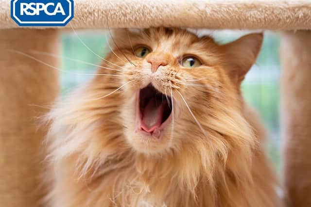 The RSPCA is overjoyed at the passing of the Animal Cruelty (Sentencing) Bill.