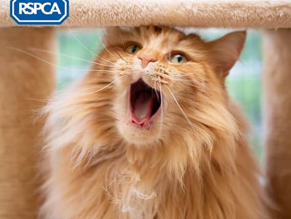 The RSPCA is overjoyed at the passing of the Animal Cruelty (Sentencing) Bill.