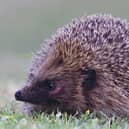 National Hedgehog Awareness Week.