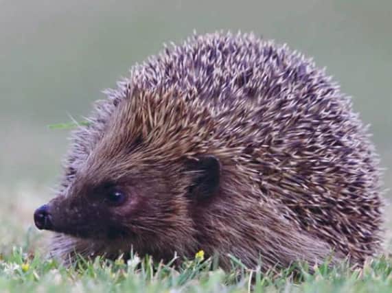 National Hedgehog Awareness Week.